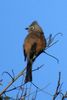 Grey Silky-flycatcher (Ptiliogonys cinereus) - Mexico