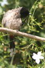 Red-vented Bulbul (Pycnonotus cafer) - India