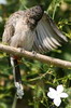 Red-vented Bulbul (Pycnonotus cafer) - India