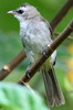 Yellow-vented Bulbul (Pycnonotus goiavier) - Indonesia