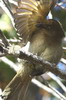 Sombre Greenbul (Andropadus importunus) - South Africa