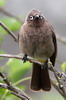 Cape Bulbul (Pycnonotus capensis) - South Africa