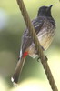 Red-vented Bulbul (Pycnonotus cafer) - Sri Lanka