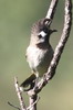 Himalayan Bulbul (Pycnonotus leucogenys) - Nepal