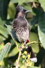 Red-vented Bulbul (Pycnonotus cafer) - Nepal