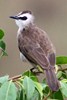 Yellow-vented Bulbul (Pycnonotus goiavier) - Malaysia