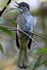 Mountain Bulbul (Ixos mcclellandii) - Malaysia