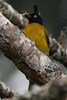 Black-crested Bulbul (Rubigula flaviventris) - Malaysia