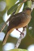 Red-eyed Bulbul (Pycnonotus brunneus) - Malaysia