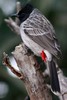 Red-vented Bulbul (Pycnonotus cafer) - India