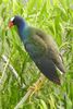 Purple Gallinule (Porphyrio martinica) - United States