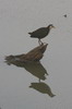 White-breasted Waterhen (Amaurornis phoenicurus) - India