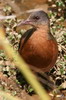 Rouget's Rail (Rougetius rougetii) - Ethiopia