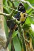 Collared Ara�ari (Pteroglossus torquatus) - Costa-Rica