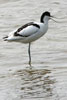 Pied Avocet (Recurvirostra avosetta) - France