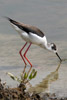 Black-winged Stilt (Himantopus himantopus) - France