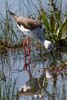 Black-winged Stilt (Himantopus himantopus) - France