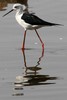 Black-winged Stilt (Himantopus himantopus) - India