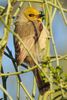 Verdin (Auriparus flaviceps) - United States