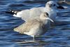 Willet (Tringa semipalmata) - Mexico