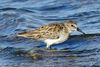 Least Sandpiper (Calidris minutilla) - Mexico