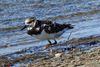 Ruddy Turnstone (Arenaria interpres) - Mexico