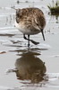 Baird's Sandpiper (Calidris bairdii) - Argentina