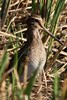 Pintail Snipe (Gallinago stenura) - Malaysia