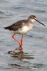 Spotted Redshank (Tringa erythropus) - France