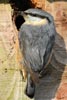 Eurasian Nuthatch (Sitta europaea) - France
