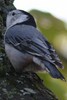 White-breasted Nuthatch (Sitta carolinensis) - Canada