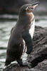 Galapagos Penguin (Spheniscus mendiculus) - Galapagos Islands