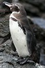 Galapagos Penguin (Spheniscus mendiculus) - Galapagos Islands