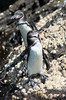 Galapagos Penguin (Spheniscus mendiculus) - Galapagos Islands