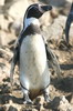 Humboldt Penguin (Spheniscus humboldti) - Peru