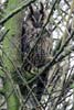 Northern Long-eared Owl (Asio otus) - Belgium