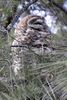 Spotted Owl (Strix occidentalis) - United States