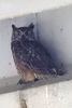 Great Horned Owl (Bubo virginianus) - United States