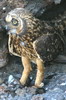 Short-eared Owl (Asio flammeus) - Galapagos Islands