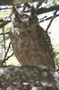 Greyish Eagle-owl (Bubo cinerascens) - Ethiopia