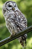 Barred Owl (Strix varia) - Canada