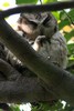 Indian Scops-owl (Otus bakkamoena) - India