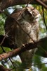 Spotted Owlet (Athene brama) - India