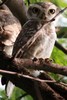 Spotted Owlet (Athene brama) - India