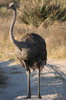 Common Ostrich (Struthio camelus) - Botswana