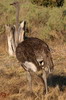 Common Ostrich (Struthio camelus) - Botswana