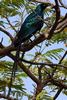 Long-tailed Glossy Starling (Lamprotornis caudatus) - Senegal