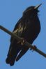 Spotless Starling (Sturnus unicolor) - Spain