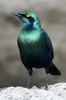 Choucador  oreillons bleus (Lamprotornis chalybaeus) - Namibie