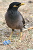 Common Myna (Acridotheres tristis) - India